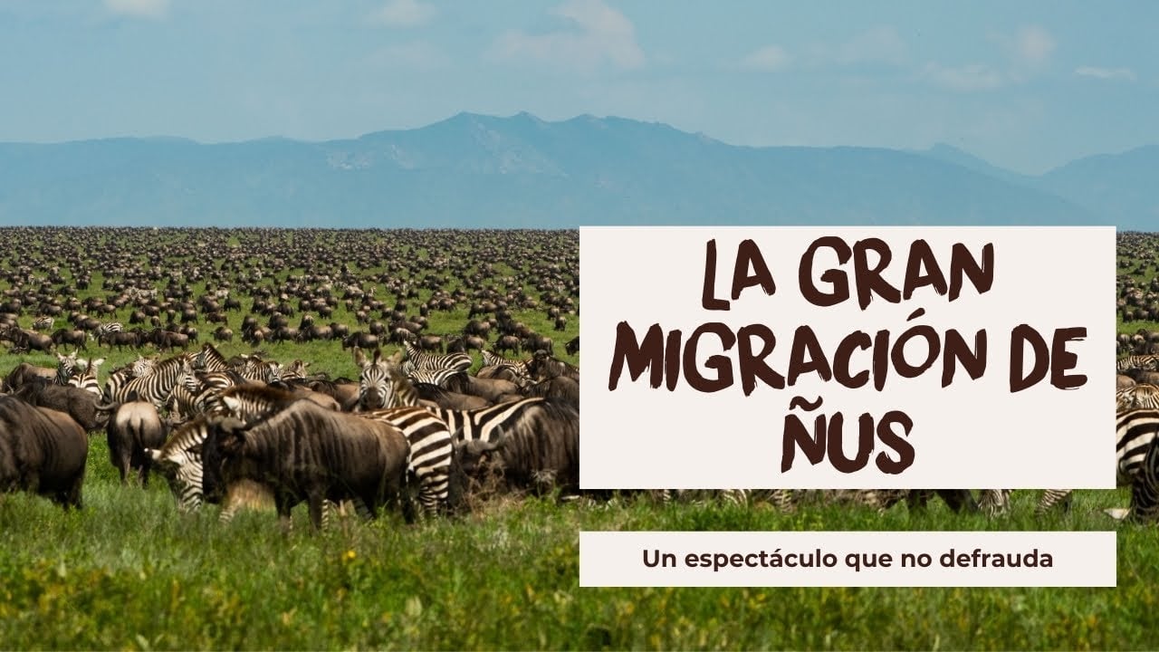 Està la Gran Migración de ñus también en tu lista?