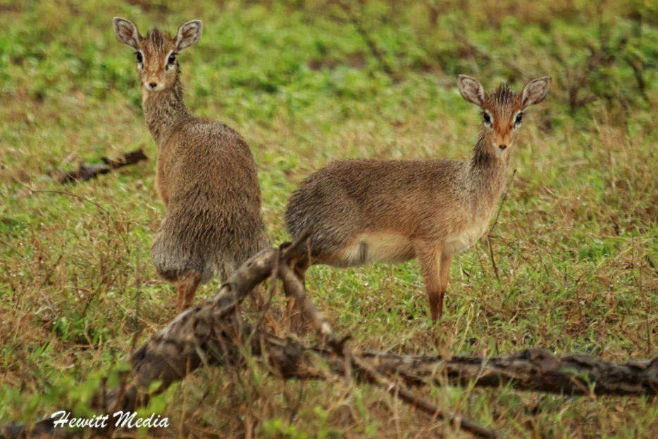 como fotografiar en un safari