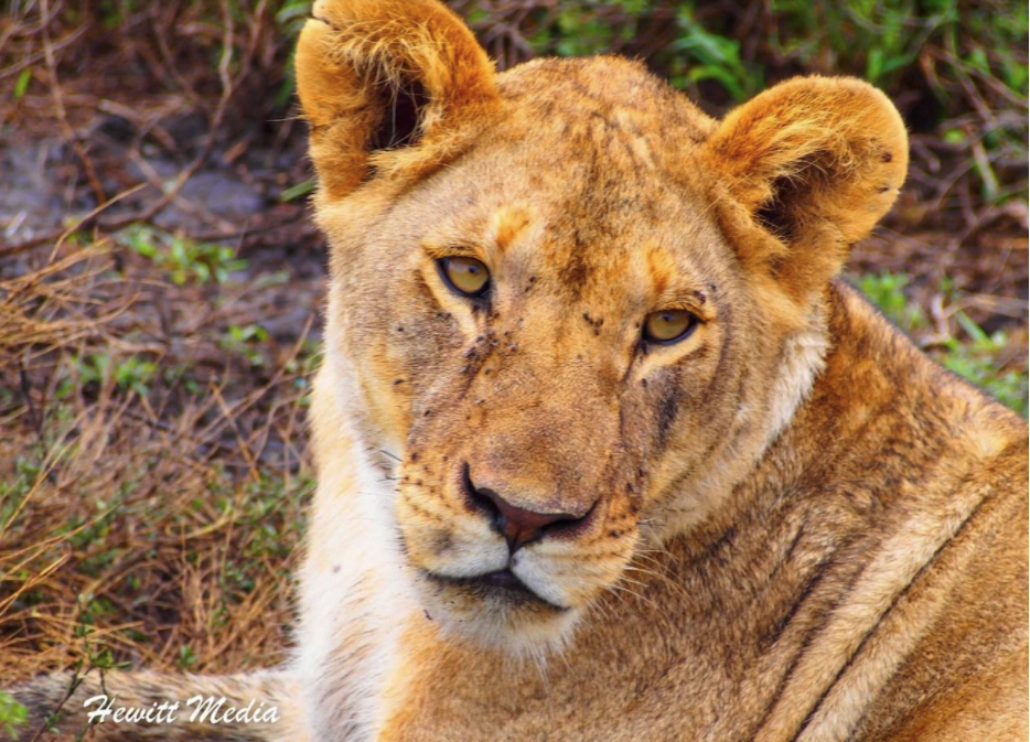 fotografiar ojos animales en safari