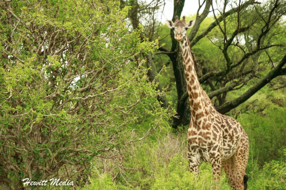 como hacer fotos en safaris