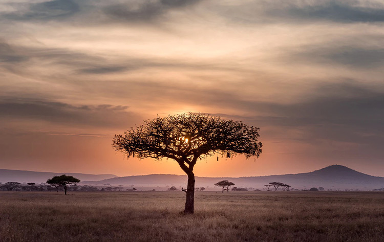 Consejos para hacer un safari