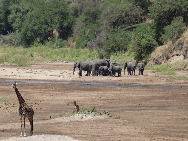 que animales ver safari tanzania