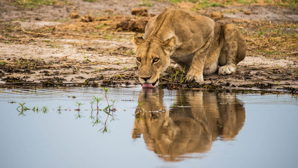 Tanzania Lion