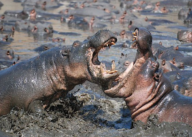 Katavi national park hippos fighting