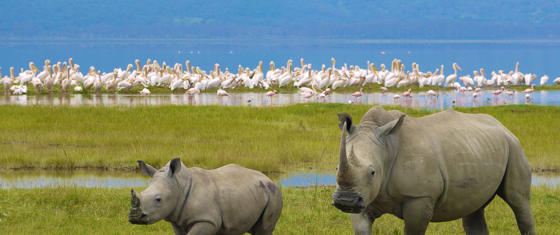 ngorongoro rinoceronte