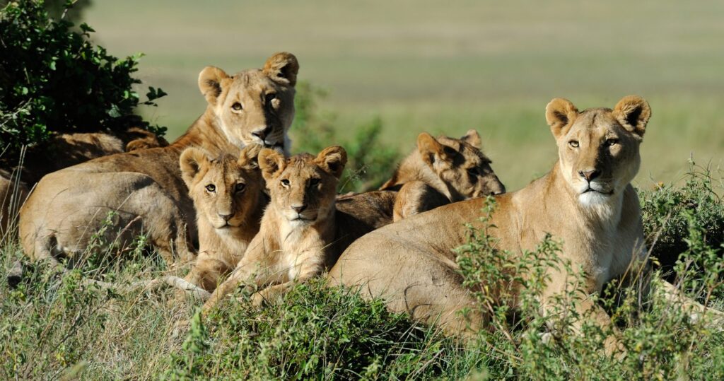 groep leeuwen met welpen in Ngorongoro Tanzania