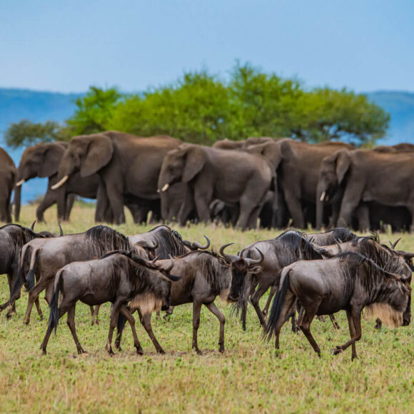 animales en los parques nacionales de Tanzania