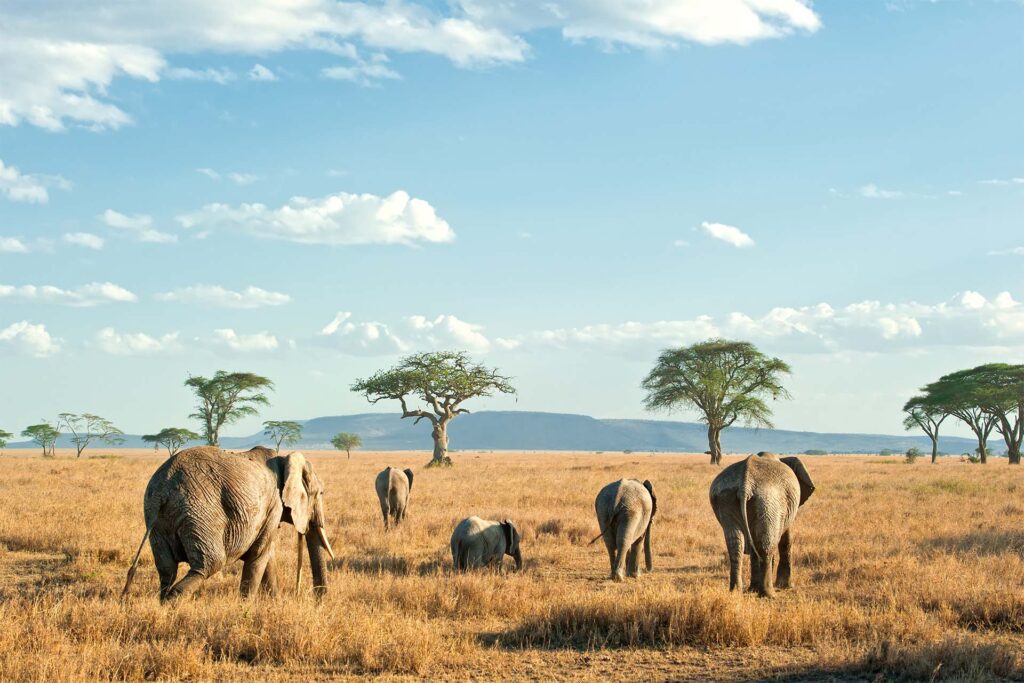 elephant family walking in Tanzania