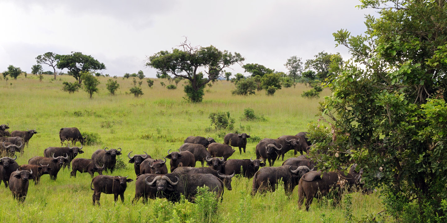 mikumi national park buffalos