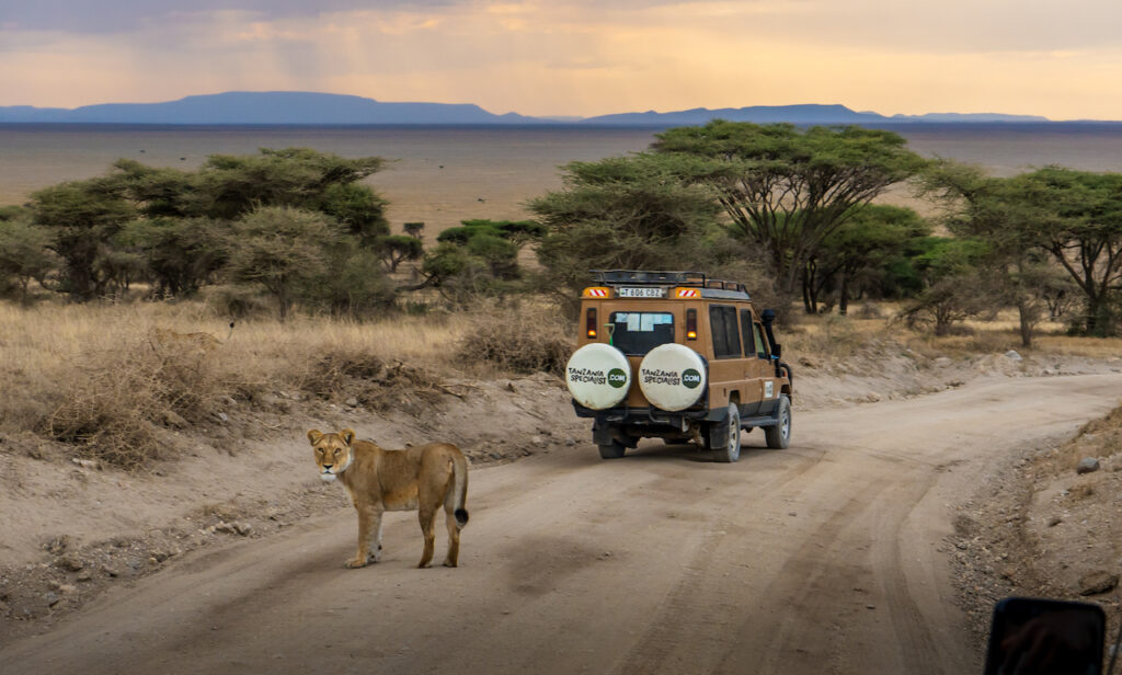 león en camino de tierra con jeep de Tanzania Specialist