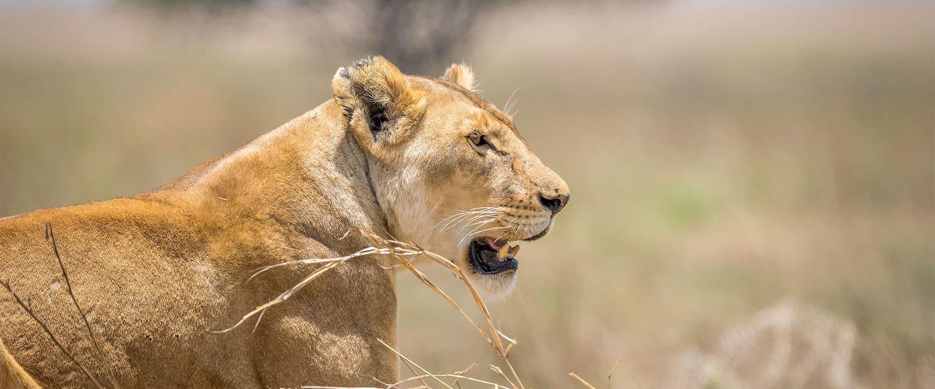 Descubre a los "Cinco Grandes" en tus vacaciones por Tanzania