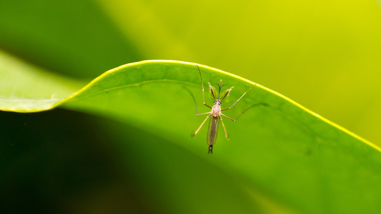 mosquito de la fiebre amarilla en Tanzania 