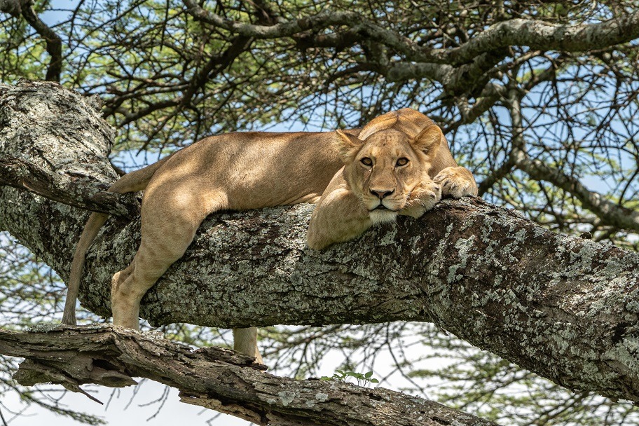 Parque Nacional del Lago Manyara - experiencia de lujo