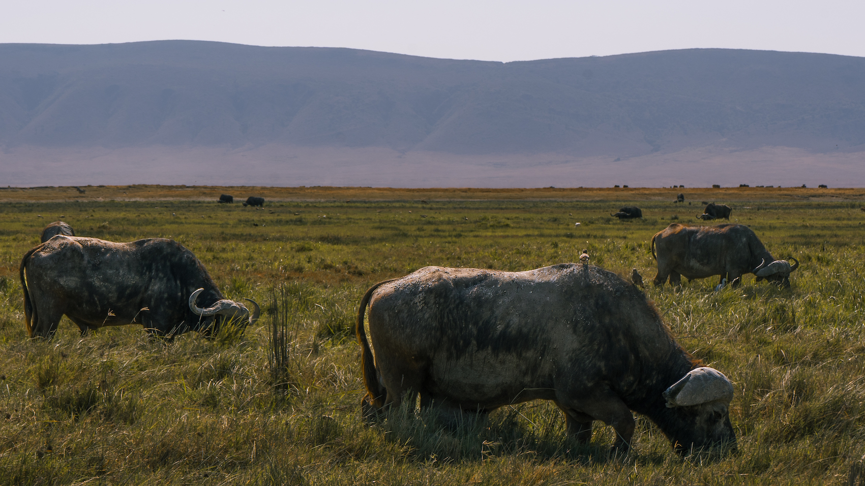 El cráter del Ngorongoro - experiencia de lujo