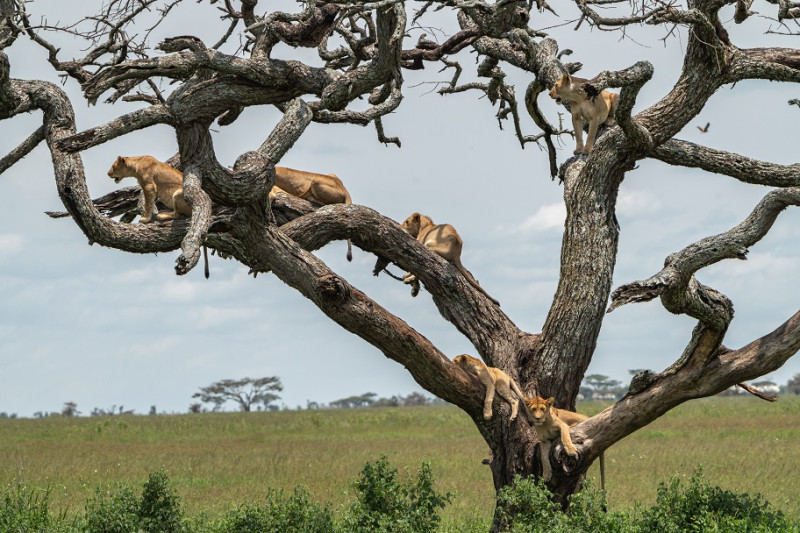 Parque Nacional Serengueti - experiencia de lujo
