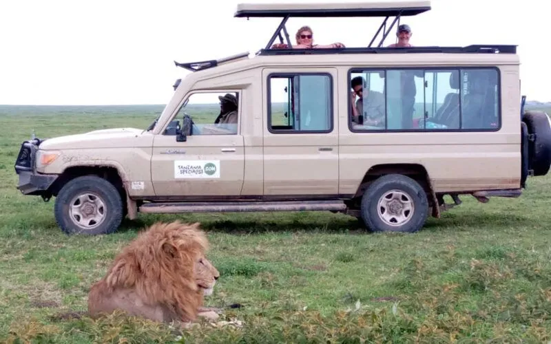 por qué los leones no atacan a los turistas