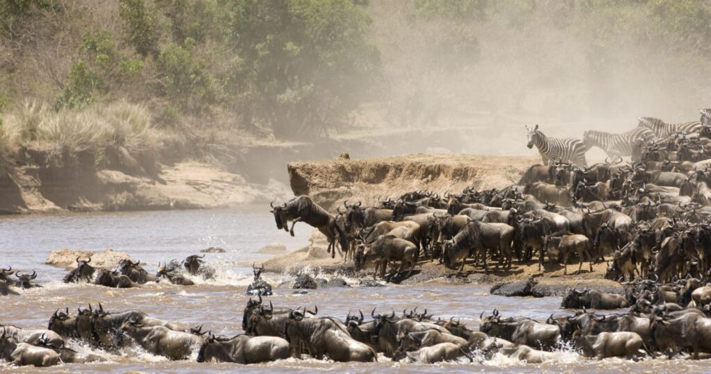 Los ñus cruzando el río Mara durante la Gran Migración