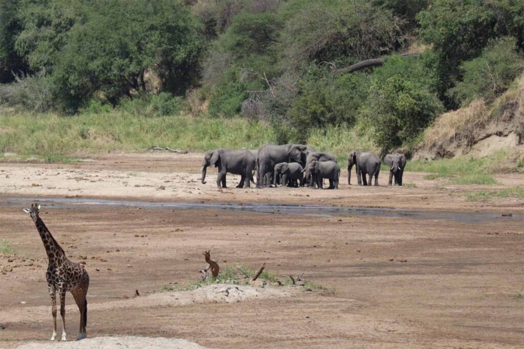 vida silvestre tanzania
