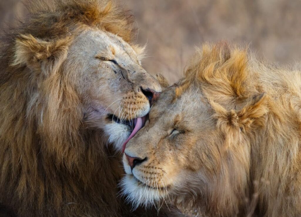Lions Ngorongoro Crater Tanzania Africa