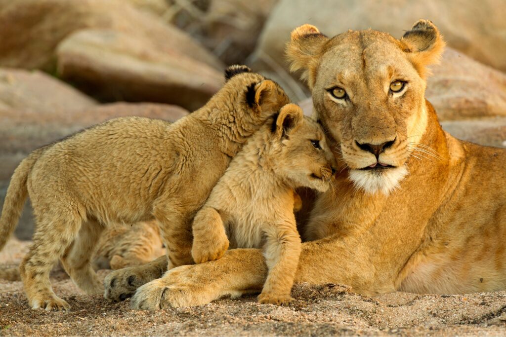 familia de leones