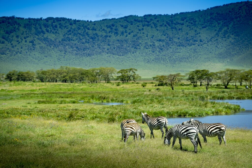 zebra ngorongoro