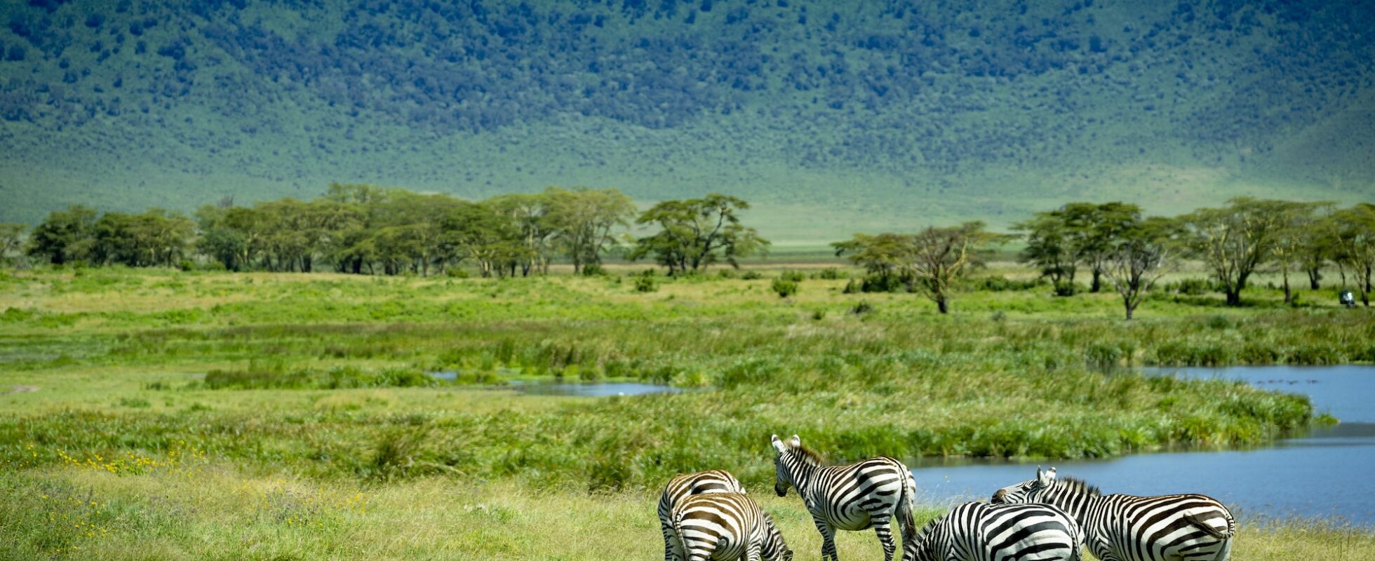 zebra ngorongoro