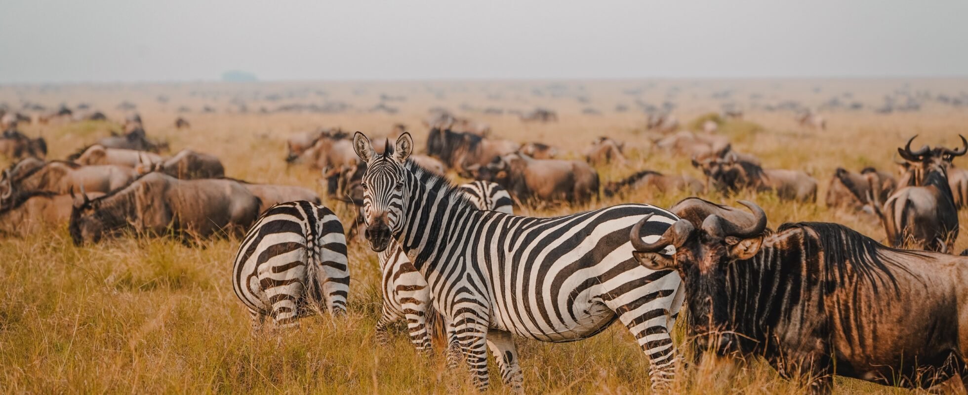Cebras y ñus en la Gran Migración
