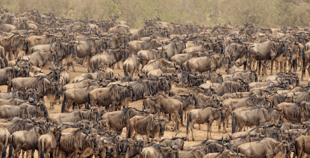 IM_TZ_SER_Great Migration Mara river crossing 2