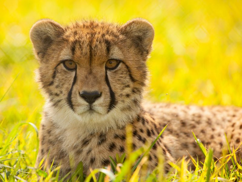 diferencias entre guepardo y leopardo
