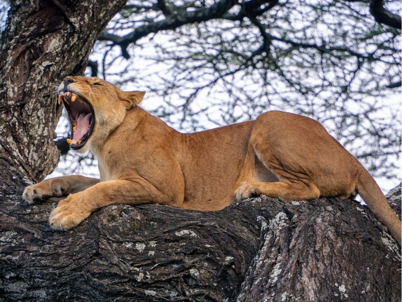 Qué ver en el Serengeti