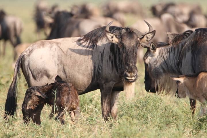 Ndutu (solo de finales de enero a finales de marzo, durante la época de partos de la Gran Migración)