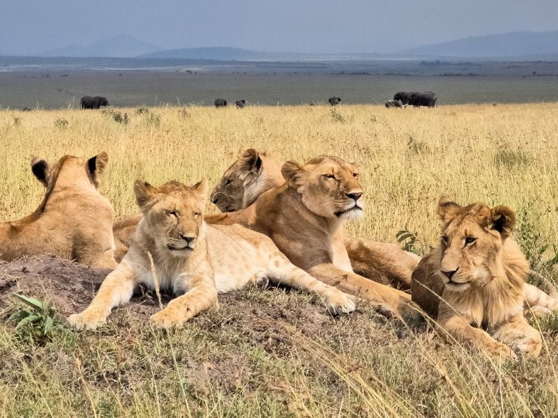 curiosidades de las manadas de leones