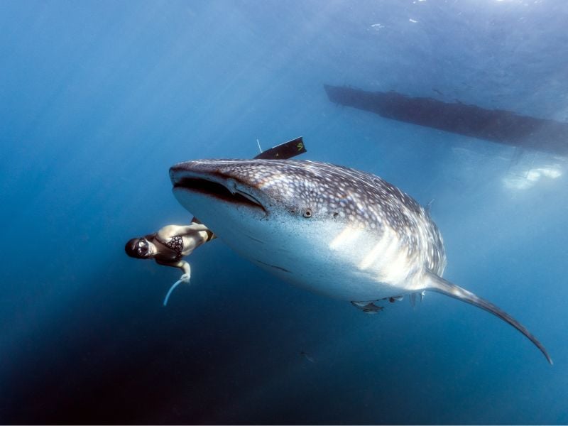 buceo con tiburones
