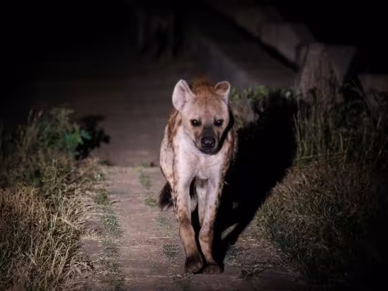 Depredadores nocturnos