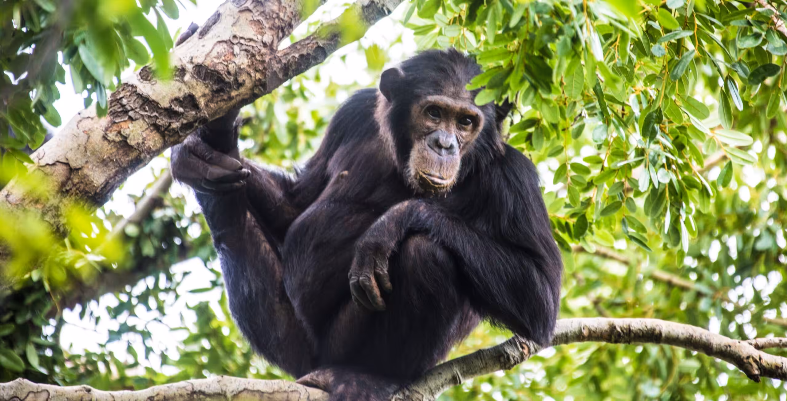 Parque Nacional de Gombe Stream