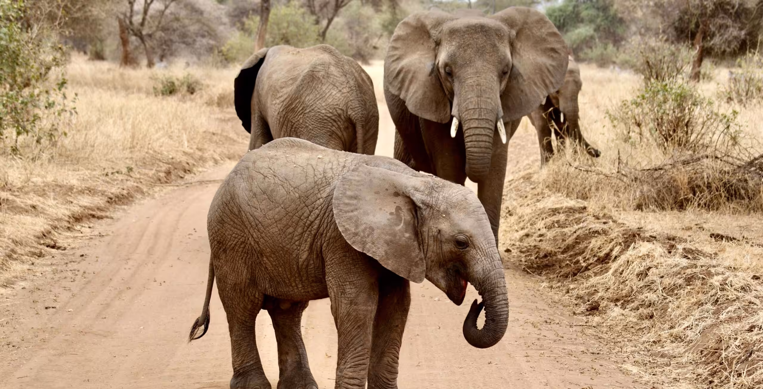Parque Nacional Tarangire