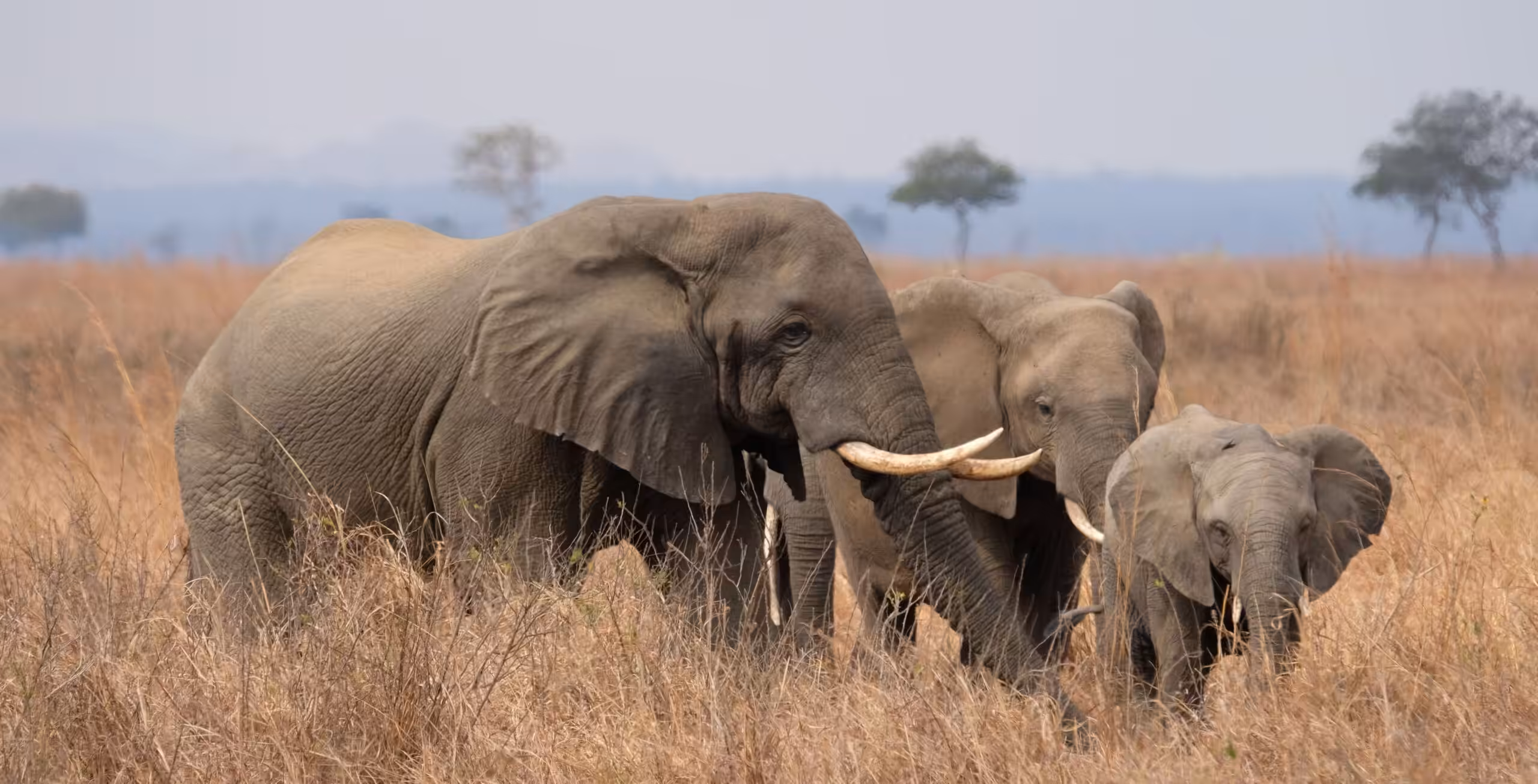 Parque Nacional Mikumi