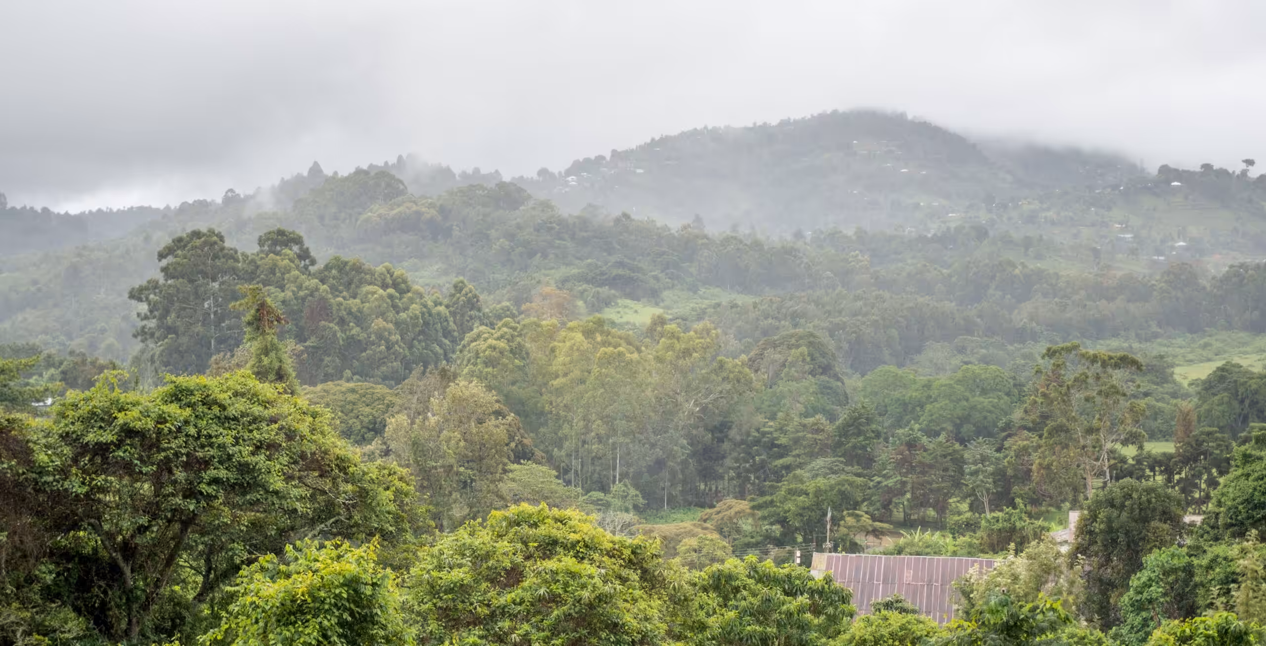 Montañas de Usambara - Bosque Magoroto