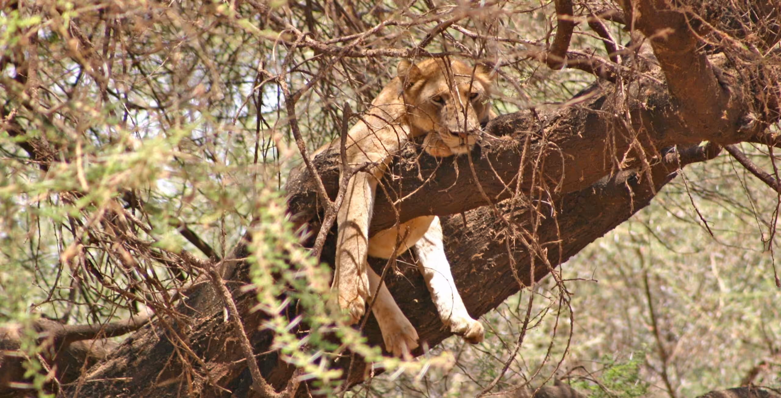 Parque Nacional del Lago Manyara - experiencia de lujo
