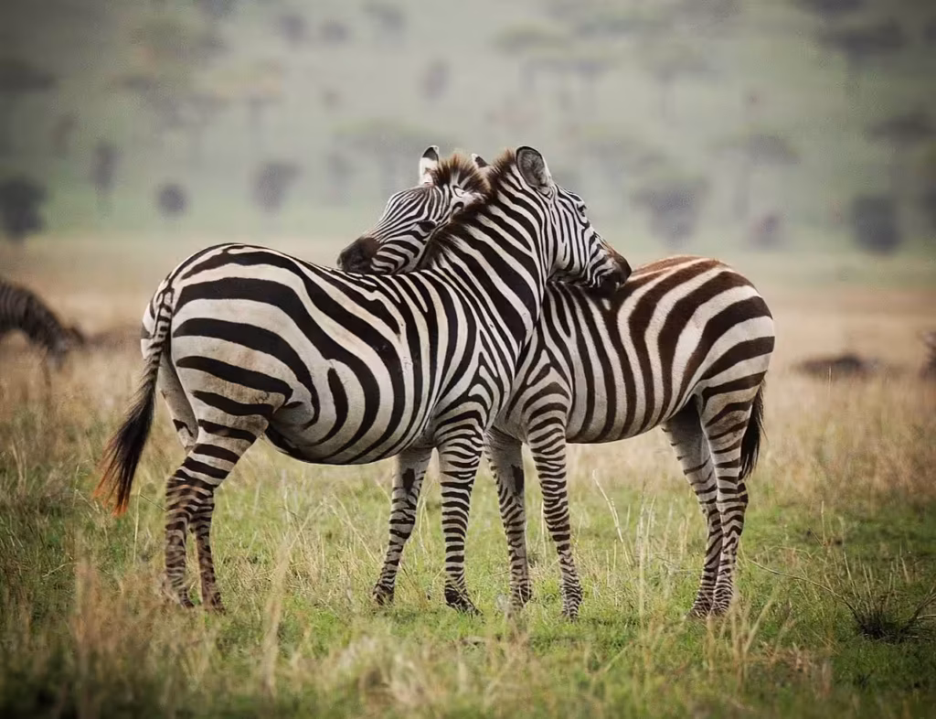 Travelife-Tanzania-Specialist_zebras