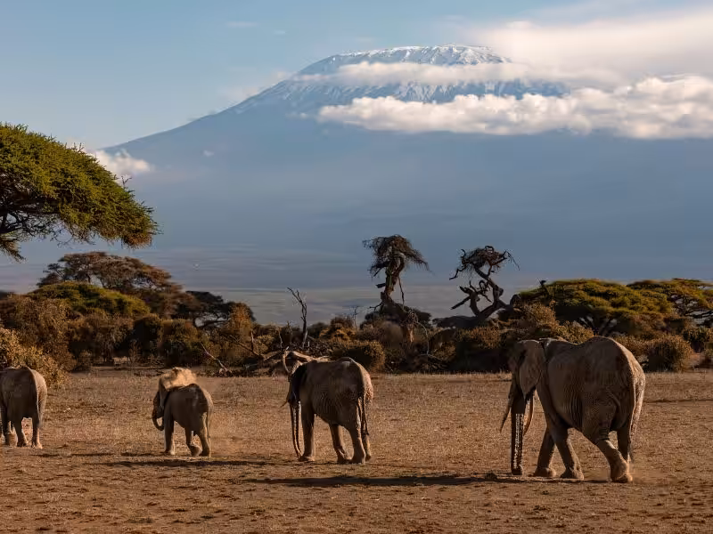 coste safari Kilimanjaro
