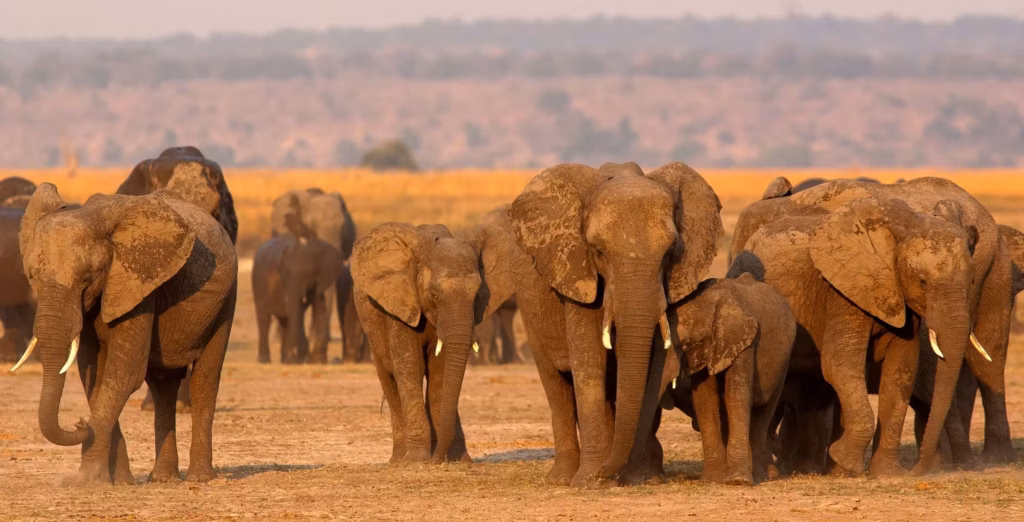 A big herd of elephants of all sizes walks on the sandy ground of Chobe National Park in Botswana