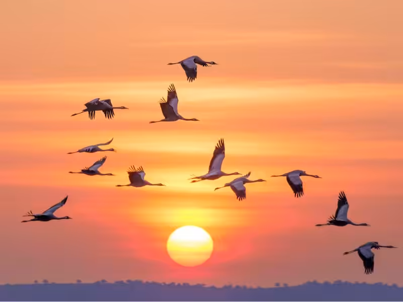 mejores parques para avistamiento de aves