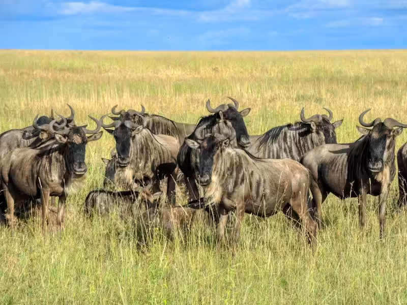 tipos de especies que existen en Tanzania